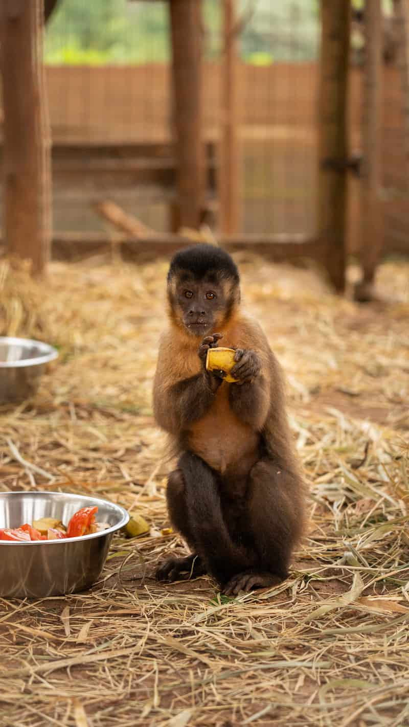 Alcione, Macaco-prego