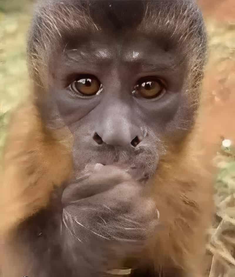 Alcione, Macaco-prego