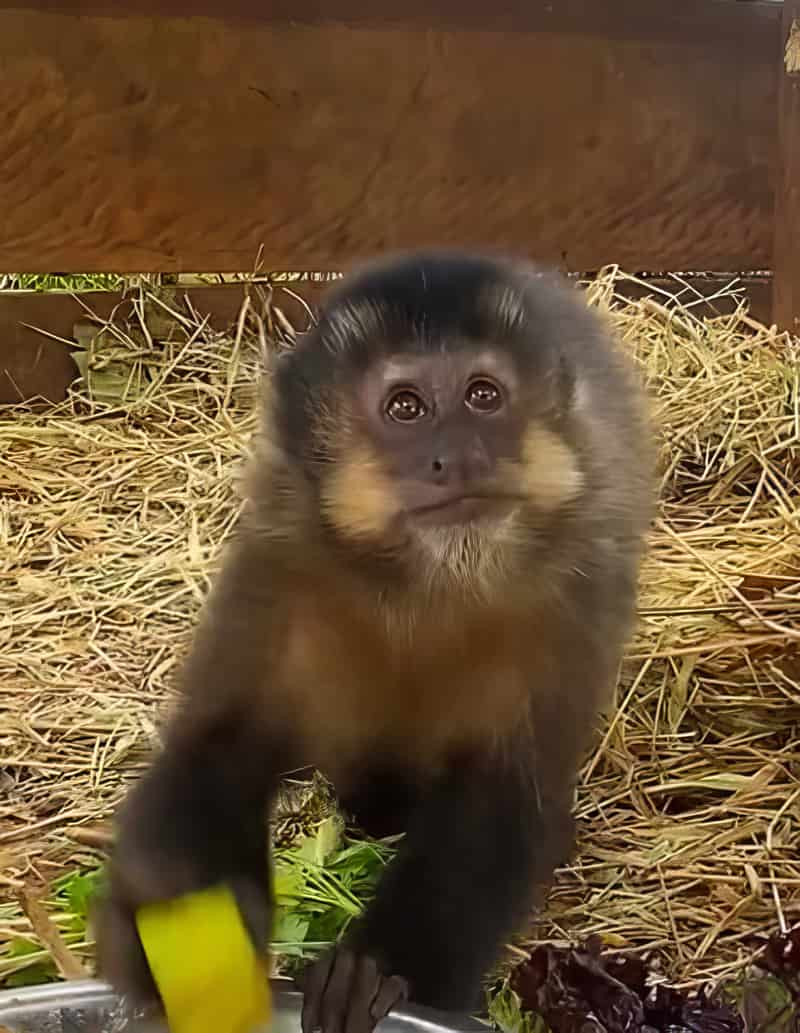 Chiquinha, Macaco-prego