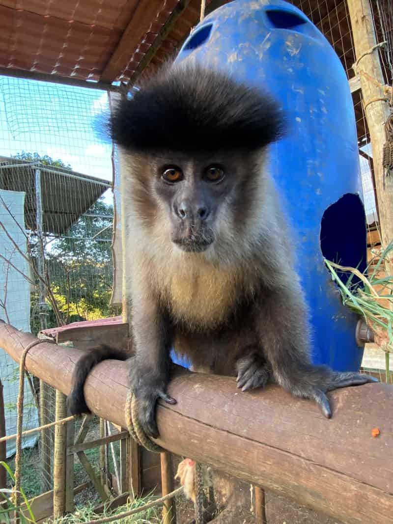 Hilda, Macaco-prego