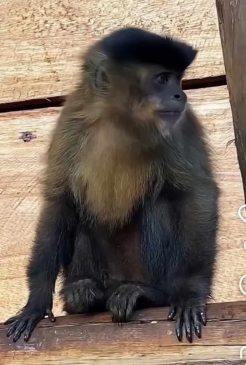Hilda, Macaco-prego