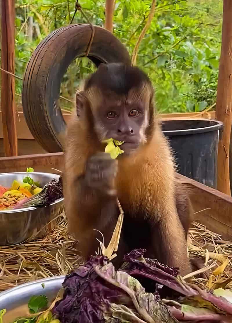 Juan, Macaco-prego
