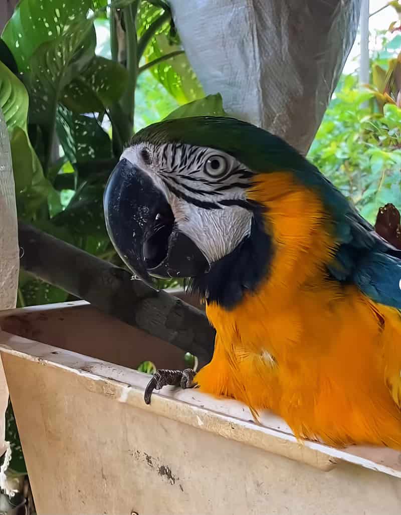Lelê, Arara-canindé