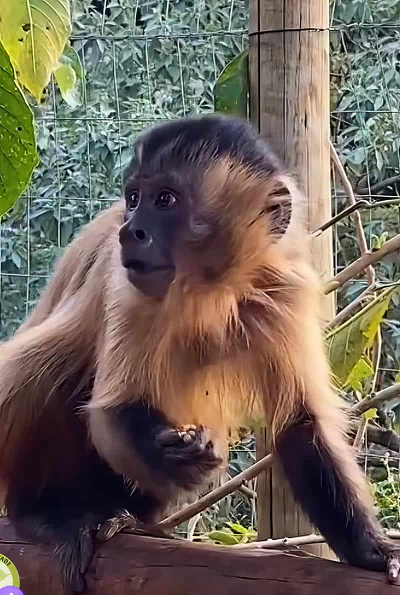 Maya, Macaco-prego