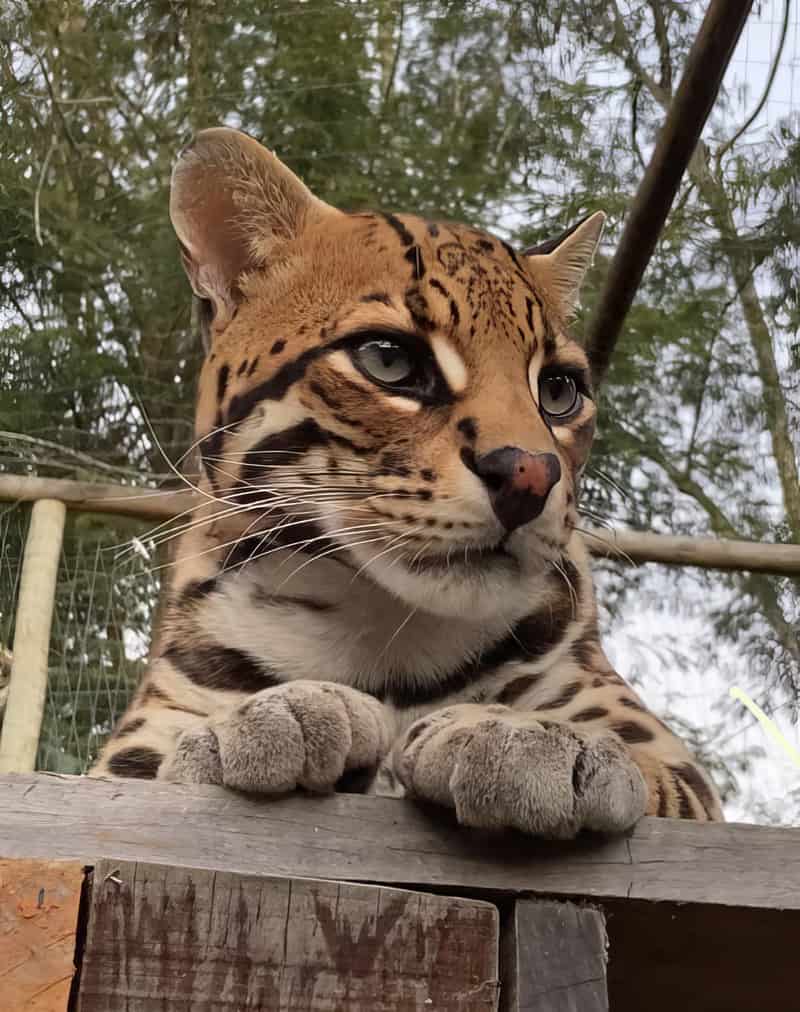Mogli, Jaguatirica