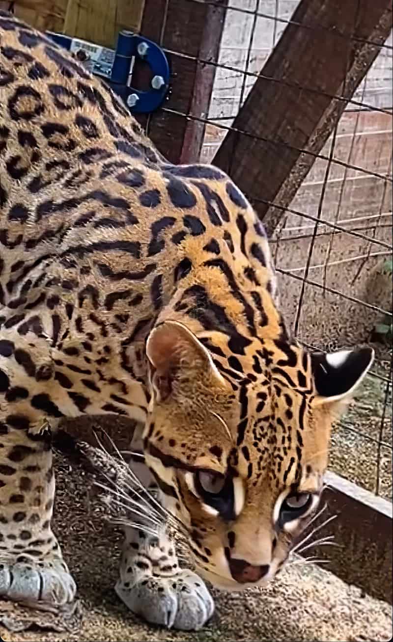 Mogli, Jaguatirica