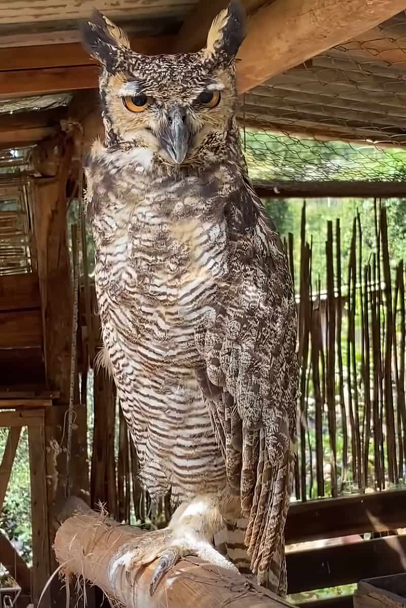 Pepo, Jacurutu