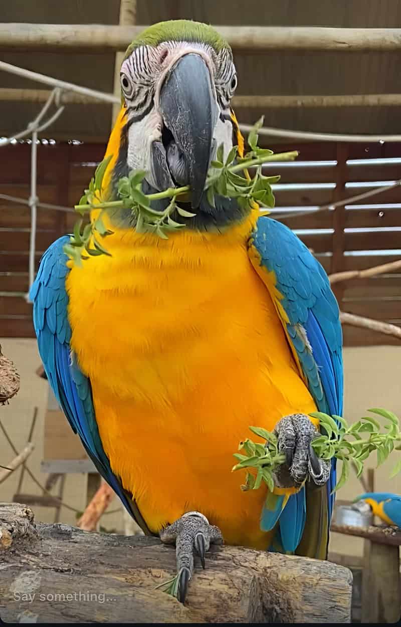 Tuiuiú, Arara-canindé