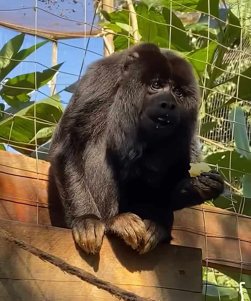 Vini, Bugio-preto