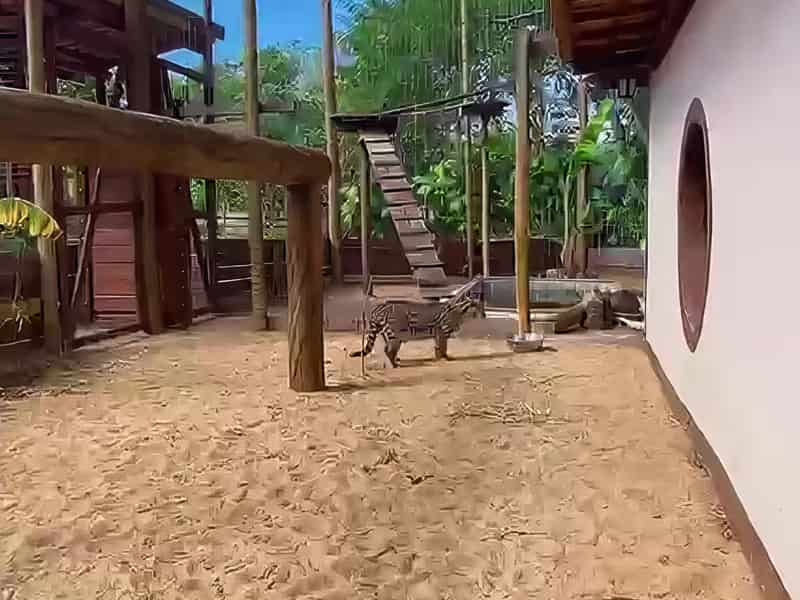 Recinto amplo construído para o Mogli, a jaguatirica residente
