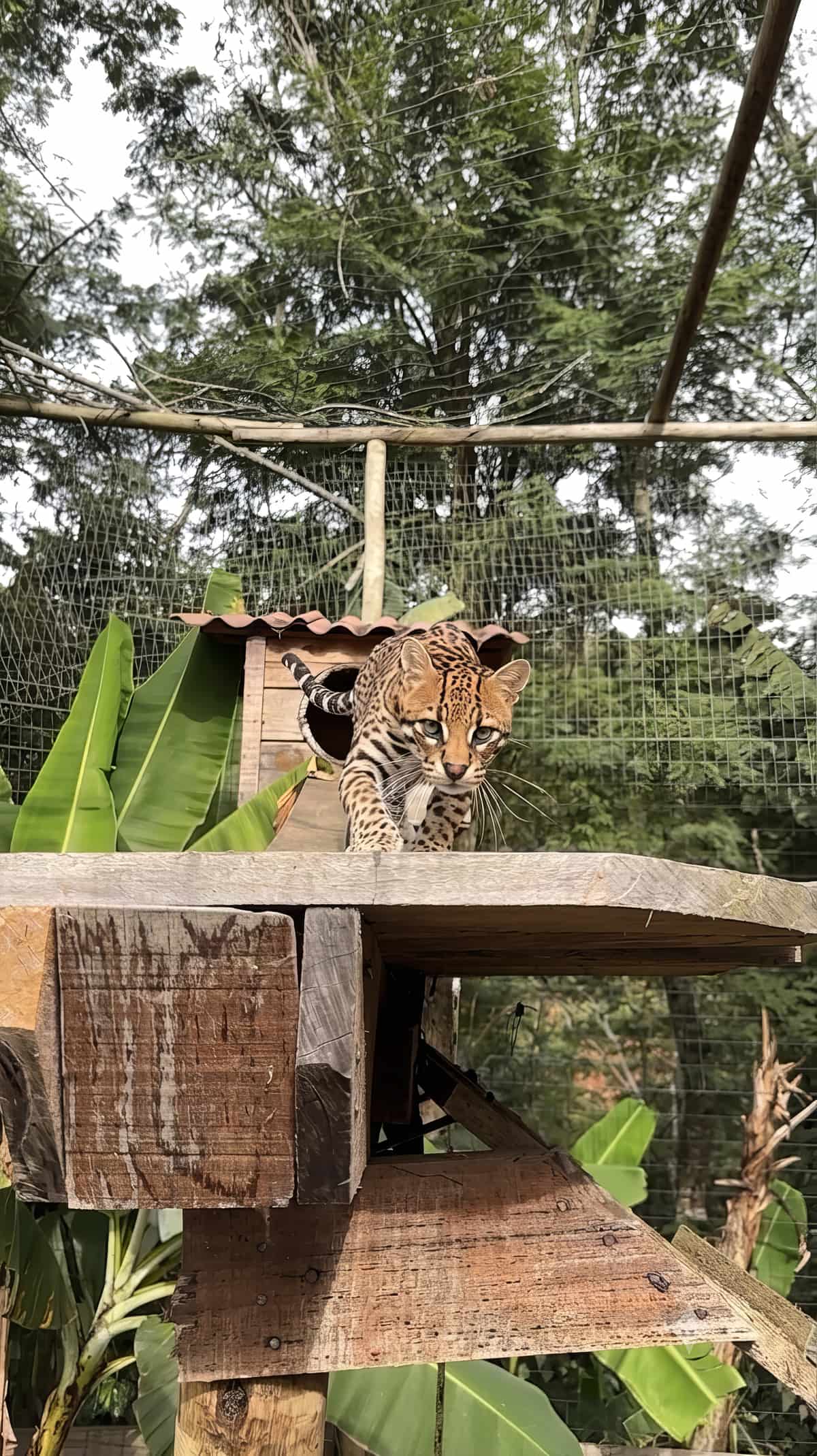 Mogli, a jaguatirica, descendo de uma plataforma de madeira do recinto e olhando para a câmera, com a toca de telha e a mata ao fundo