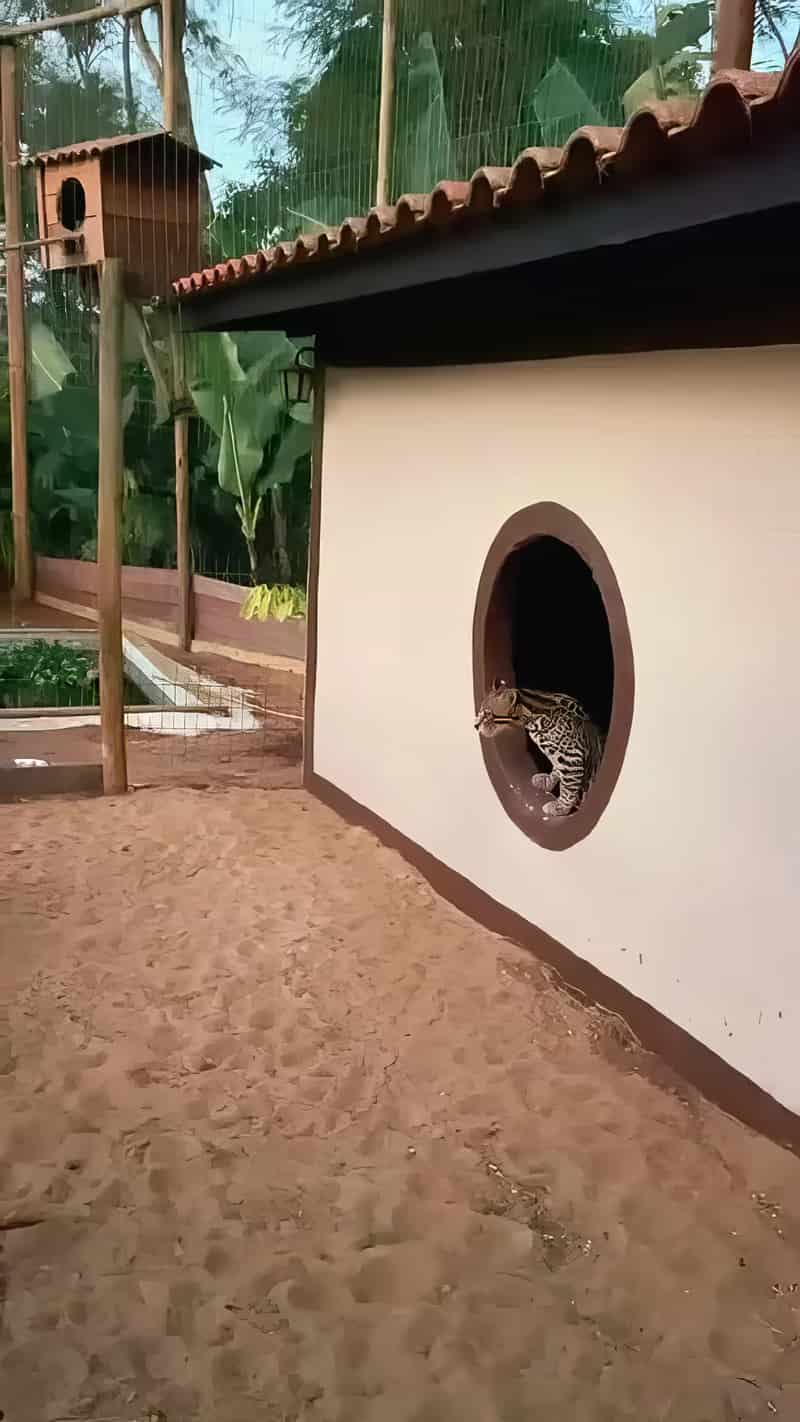 Mogli, a jaguatirica, na janela redonda do recinto construído para ele